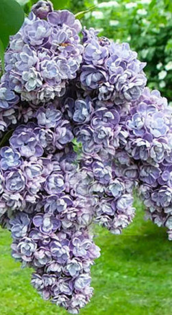 Саженец сирени Ами Шот в конт. С2 (НС)