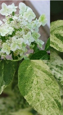 Саженец гортензии метельчатой Шикоку Флэш в конт. С2 (НС)