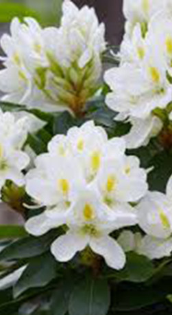 Саженец рододендрона вечнозеленого Мадам Массон в конт. С2 (ПЦ)