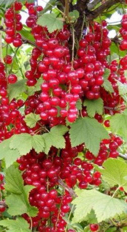 Саженец смородины красной Серпантин, ОКС, 3 года (П)