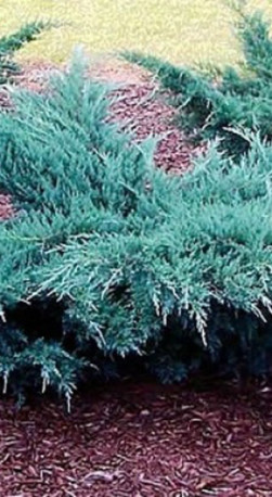 Саженец можжевельника виргинского Грей Оул Juniperus 