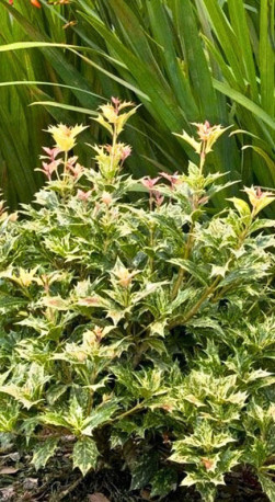 Саженец османтуса разнолистного Гошики Osmanthus (heter. Goshiki) в конт.С3 (Т)