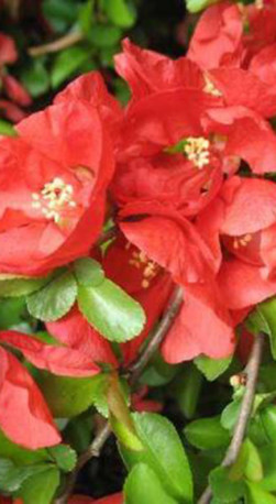 Саженец айвы превосходной Техас Скарлет Chaenomeles sup. (Texas Scarlet)  в конт. С3 (Т)
