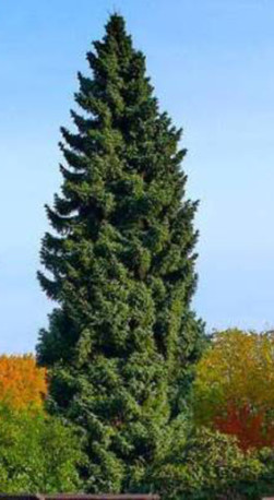 Саженец ели сербской (Picea omorika) в конт. Р9 (Т)