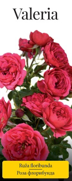 Розы саженцы флорибунда Valeria