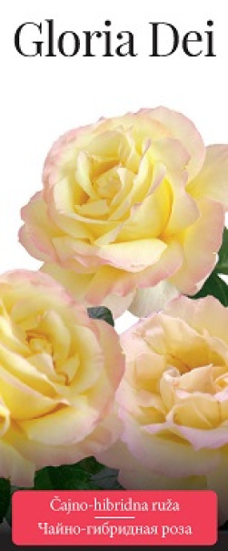 Розы саженцы чайно-гибр Gloria Dei