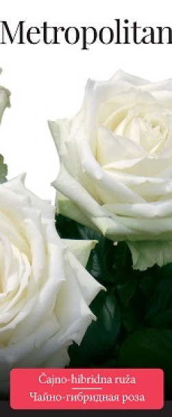 Розы саженцы чайно-гибр Metropolitan