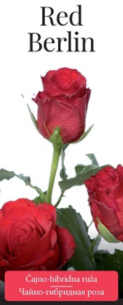 Розы саженцы чайно-гибр Red Berlin