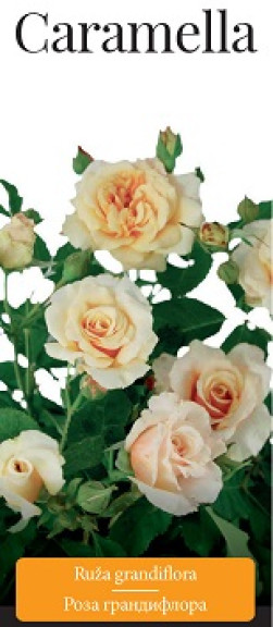 Розы саженцы грандифлора Caramella