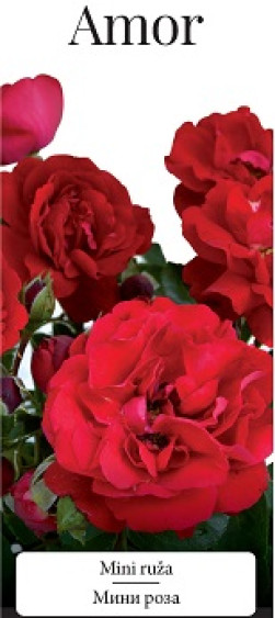Розы саженцы миниатюрная Amor