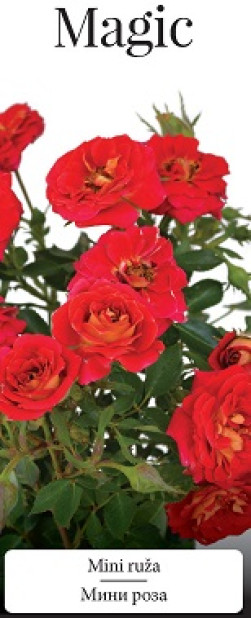 Розы саженцы миниатюрная Magic