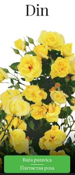 Розы саженцы плетистая Din