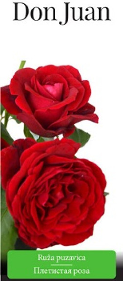 Розы саженцы плетистая Dоn Juan