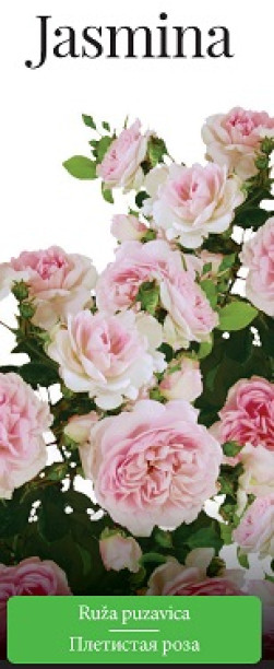 Розы саженцы плетистая Jasmina