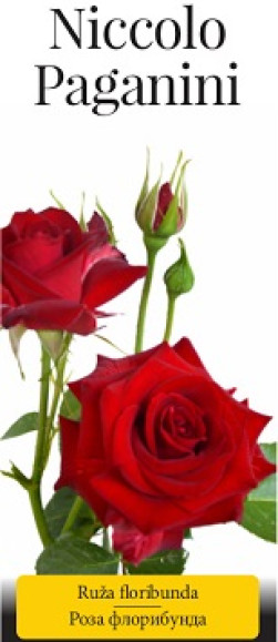 Розы саженцы флорибунда Niccolo Paganini