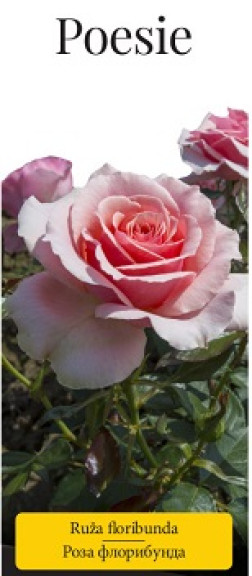 Розы саженцы флорибунда Poesie