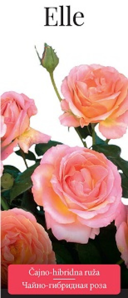 Розы саженцы чайно-гибр Elle