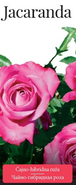 Розы саженцы чайно-гибр Jacaranda