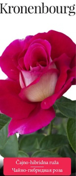Розы саженцы чайно-гибр Kronenbourg