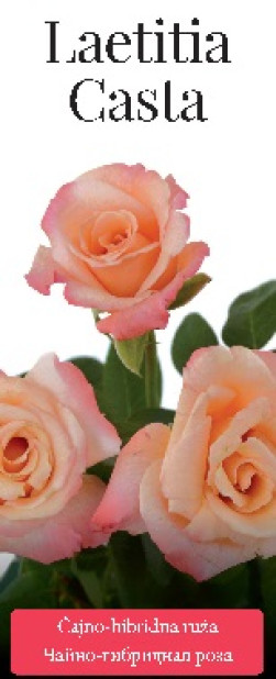 Розы саженцы чайно-гибр Laetitia Casta