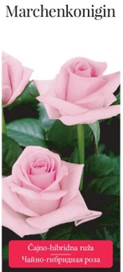 Розы саженцы чайно-гибр Marchenkonigin