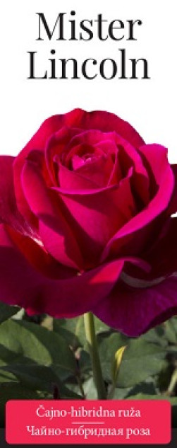 Розы саженцы чайно-гибр Mister Lincoln