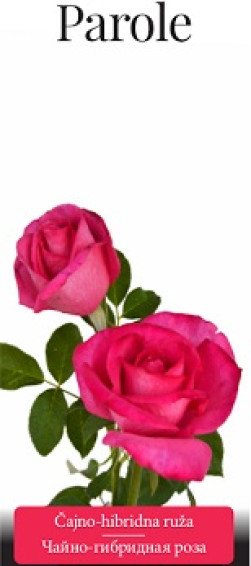 Розы саженцы чайно-гибр Parole