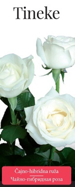 Розы саженцы чайно-гибр Tineke