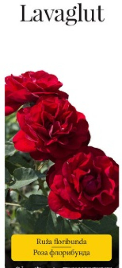 Розы саженцы флорибунда Lavaglut