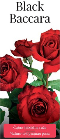 Розы саженцы чайно-гибр Black Baccara