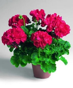 Растение Пеларгония зональная в конт. D12 (ЦД)