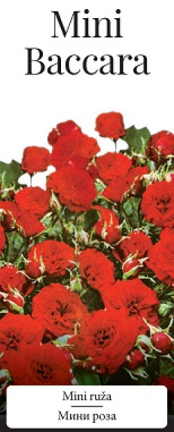Розы саженцы миниатюрная Mini Baccara