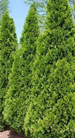 Саженец туи западной SMARAGD (Смарагд) 30-45см в конт. С2 (ЗГ)