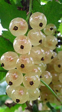 Саженец смородины белой Смольяниновская, ОКС, 2 года (П)