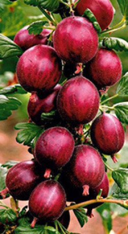 Саженец крыжовника Машека, ОКС, 2 года (П)