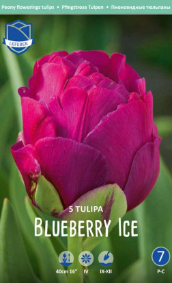 Тюльпаны Blueberry Ice (Lefeber)