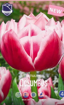 Тюльпаны Columbus (Lefeber)