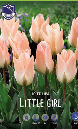 Тюльпаны Little Girl (Lefeber)