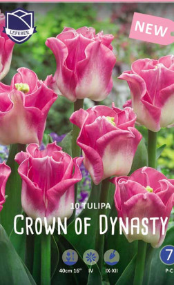 Тюльпаны Crown of Dynasty (Lefeber)