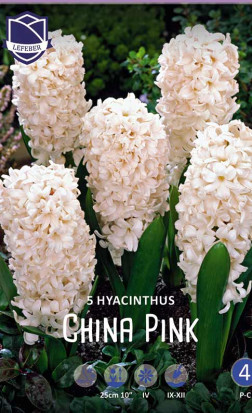Гиацинты China Pink (Lefeber)