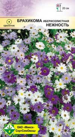 Брахикома иберисолистная Нежность 0.2г