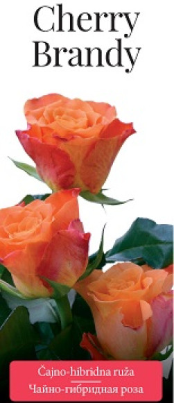 Розы саженцы чайно-гибр Cherry Brandy