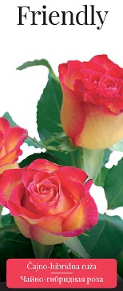 Розы саженцы чайно-гибр Friendly