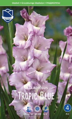 Гладиолус Tropic Blue (Lefeber)