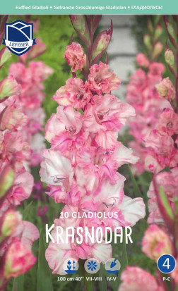 Гладиолус Krasnodar (Lefeber)