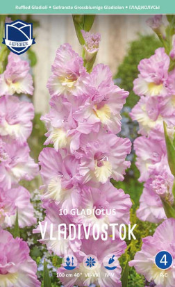 Гладиолус Vladivostok (Lefeber)