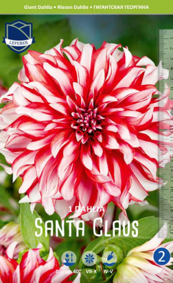 Георгина Santa Claus (Lefeber)