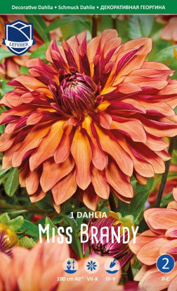 Георгина Miss Brandy (Lefeber)