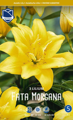 Лилия double Fata Morgana (Lefeber)