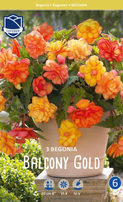 Бегония Balcony Gold (Lefeber)